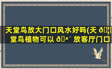天堂鸟放大门口风水好吗(天 🦟 堂鸟植物可以 🪴 放客厅门口吗)